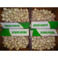 Fresh Garlic Best Quality Best Price